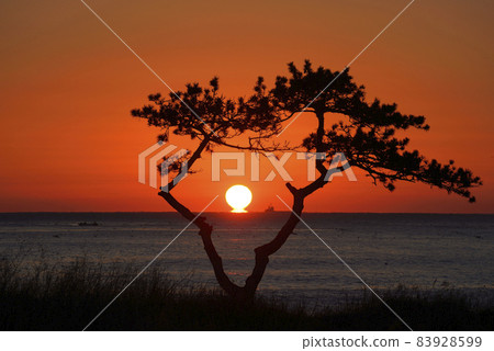 Yeonhari pine tree sunrise 83928599