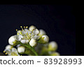 White flowers of mountain ash macro on black background. 83928993
