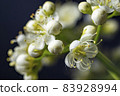 White flowers of mountain ash macro on black background. 83928994