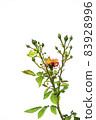 Crimean rose branch. Isolate on white background. 83928996