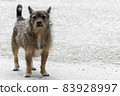 Brown mongrel shaggy dog in the square. Copy space. 83928997