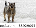 Brown mongrel shaggy dog in the square. Copy space. 83929093