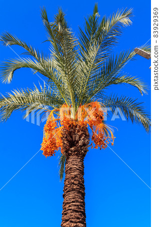 Date palm tree (Phoenix dactylifera) with ripening date fruits against blue sky 83929369