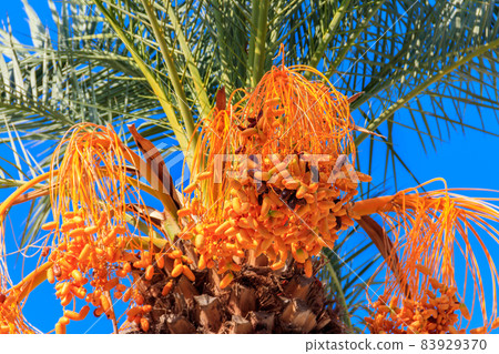 Date palm tree (Phoenix dactylifera) with ripening date fruits against blue sky 83929370