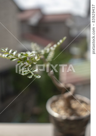 Adult hobby to enjoy at home Bulb plants Adult hobby to enjoy at home Bulb plants 83929437