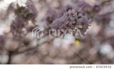 closeup of sakura cherry blossom in spring closeup of sakura cherry blossom in spring 83929438