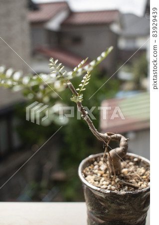Adult hobby to enjoy at home Bulb plants Adult hobby to enjoy at home Bulb plants 83929439