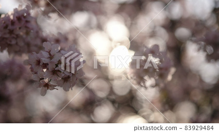 closeup of sakura cherry blossom in spring 83929484