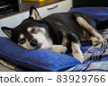 Old dog Shiba Inu Kuroshiba taking a nap on a pet bed in the living room 83929766