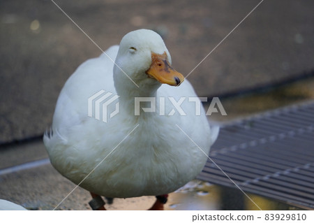 Cole Duck Cole Duck 83929810