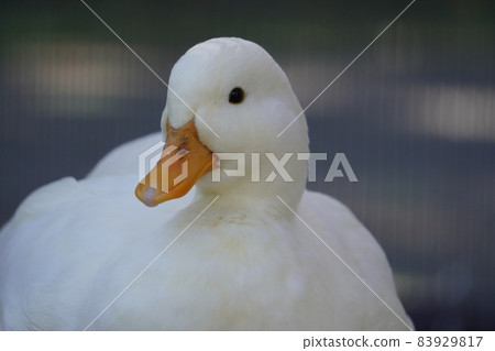 duck duck 83929817