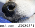 Old dog Shiba Inu nose and mouth 83929871