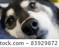 Old dog Shiba Inu nose and mouth 83929872