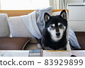 Old dog Shiba Inu Kuroshiba sitting on the sofa in the living room 83929899