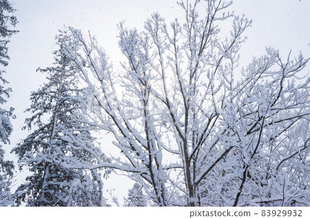 下雪的冬天樹 83929932