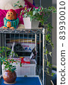 Hydroculture of foliage plants lined up in the metal rack of the living room 83930010