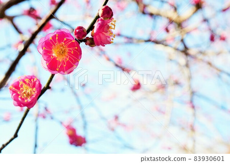 Blue sky and red plum blossom named wisteria peony Blue sky and red plum blossom named wisteria peony 83930601