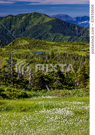 View of Mt. Naeba Yamagami Marsh and Mt. Saburu / Mt. Asama in summer when Watasuge blooms View of Mt. Naeba Yamagami Marsh and Mt. Saburu / Mt. Asama in summer when Watasuge blooms 83930606