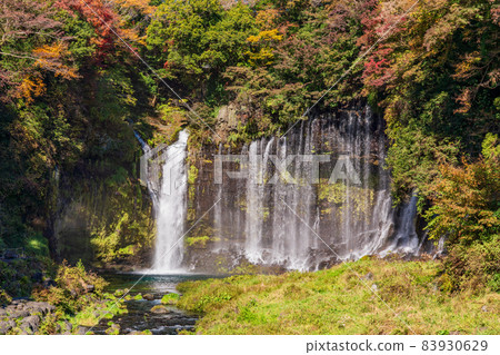 (Shizuoka Prefecture) Shiraito Falls Autumn Leaves (Shizuoka Prefecture) Shiraito Falls Autumn Leaves 83930629