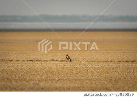 Peregrine falcon or Falco peregrinus in winter migration at White sand desert or Salt desert or jheel or lake area india Peregrine falcon or Falco peregrinus in winter migration at White sand desert or Salt desert or jheel or lake area india 83930859