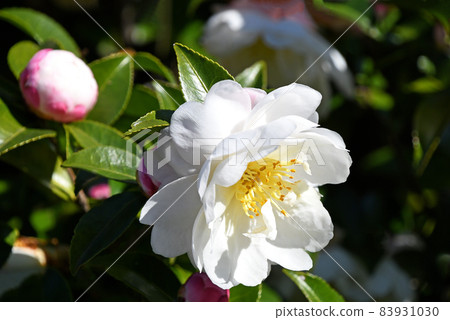 Sasanka (Yamachaka) Sasanka (Yamachaka) 83931030