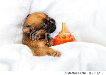 newborn puppy sleeps with a bottle and a pacifier. Milk replacer concept newborn puppy sleeps with a bottle and a pacifier. Milk replacer concept 83931213