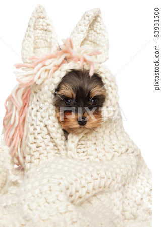 Yorkshire terrier puppy in a soft scarf Yorkshire terrier puppy in a soft scarf 83931500