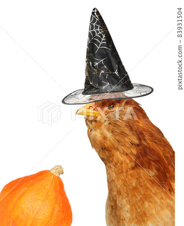 Funny chicken in a hat with a pumpkin 83931504