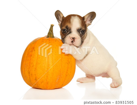 A French Bulldog puppy near a pumpkin 83931505