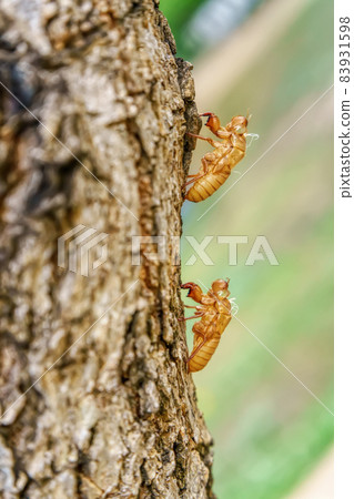 Cicada stains on trees Cicada stains on trees 83931598