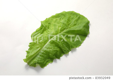 生菜 生菜 83932049