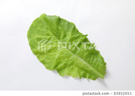 生菜 生菜 83932051
