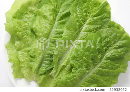 生菜 生菜 83932052