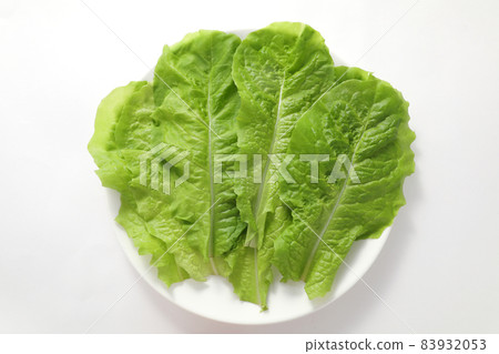 生菜 生菜 83932053