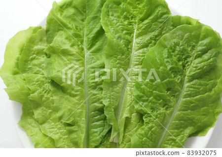 生菜 生菜 83932075
