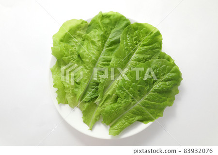 生菜 83932076
