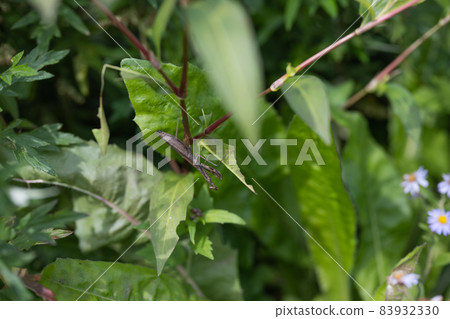 螳螂秋景觀光景點位於可眺望山形縣飯豐町分散村落的穗竹山展望台山路上 螳螂秋景觀光景點位於可眺望山形縣飯豐町分散村落的穗竹山展望台山路上 83932330