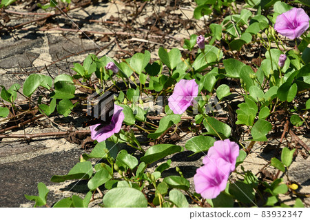 Flowers 83932347