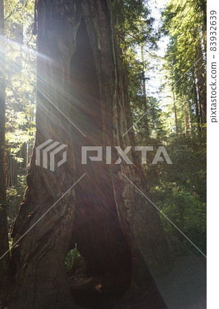 Redwood National and State Park landscape Redwood National and State Park landscape 83932639