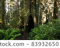 Redwood National and State Park landscape 83932650