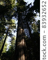 Redwood National and State Park landscape 83932652