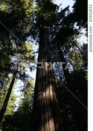 Redwood National and State Park landscape Redwood National and State Park landscape 83932652