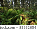 Redwood National and State Park landscape 83932654
