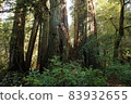 Redwood National and State Park landscape 83932655