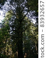 Redwood National and State Park landscape 83932657