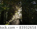 Redwood National and State Park landscape 83932658