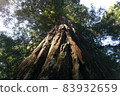 Redwood National and State Park landscape 83932659