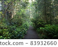 Redwood National and State Park landscape 83932660