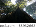 Redwood National and State Park landscape 83932662