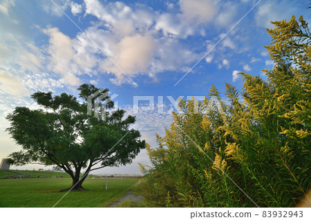 Solidago altissima on the Arakawa riverbed in Adachi-ku 83932943